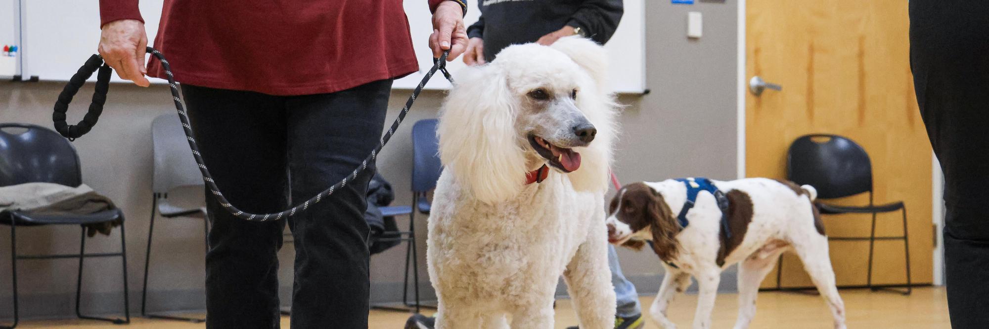 Dog Training for All Sizes That Fits Real Life